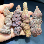 天然古生物动物粪便化石 恐龙大便化石 原石观赏奇石收藏科普标本