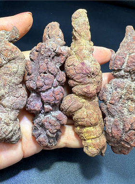 天然古生物动物粪便化石 原石观赏奇石收藏科普标本 恐龙大便化石