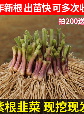 韭菜根苗现挖宽叶香韭菜根紫根韭菜细叶四季阳台盆栽种绿色蔬菜苗