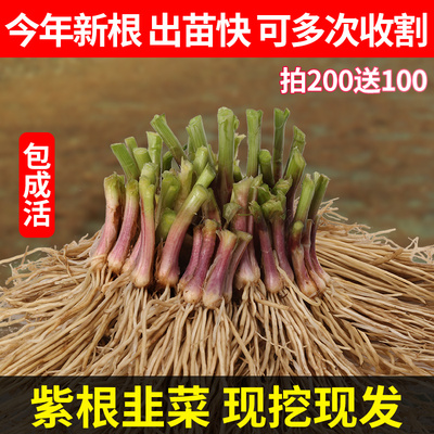 韭菜根苗现挖宽叶香韭菜根紫根韭菜细叶四季阳台盆栽种绿色蔬菜苗