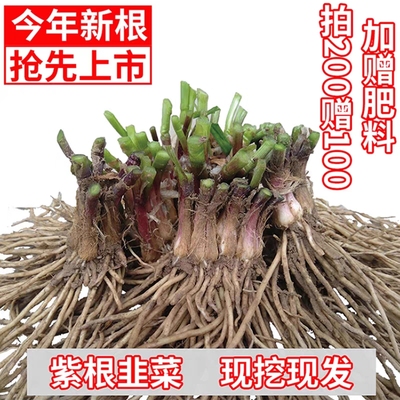 韭菜根苗现挖小叶香韭菜根紫根韭菜细叶四季阳台盆栽种绿色蔬菜苗