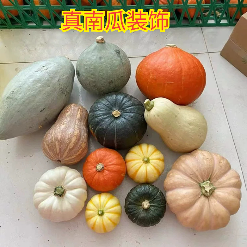 真南瓜装饰学校场景农场布置南瓜组合万圣节灯笼雕刻大圆南瓜装饰