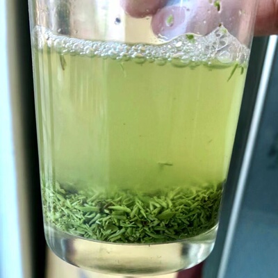 2026新茶信阳毛尖碎芽信阳毛尖