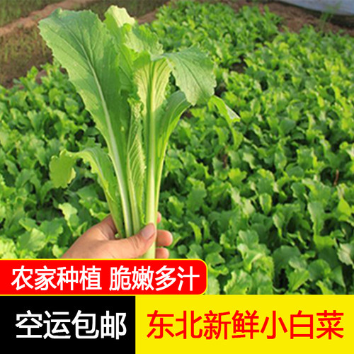 东北小白菜蘸酱菜现摘现发空运