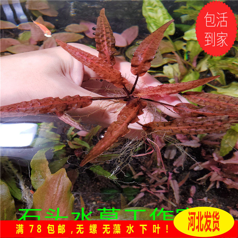 紫线阿芬椒草ada稀有水草紫色椒草自养水下叶阴性水草懒人水草