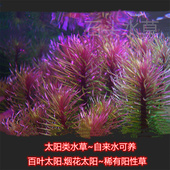 百叶太阳稀有水草红太阳绿太阳古精太阳水草精品阳性水下叶水草