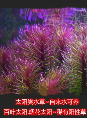 百叶太阳稀有水草水下叶水草