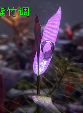 紫竹吊竹类水草ada草缸造景中国风造景紫色水草自养水下叶紫竹调