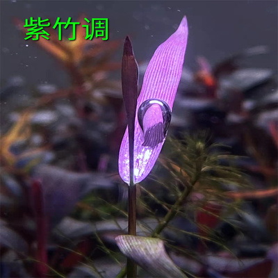 紫竹吊竹类水草ada草缸造景