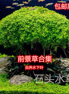 迷你牛毛趴地矮珍珠挖耳迷你矮珍珠叉住花鹿角矮珍珠淡水前景水草