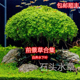 迷你牛毛趴地矮珍珠挖耳迷你矮珍珠叉住花鹿角矮珍珠淡水前景水草