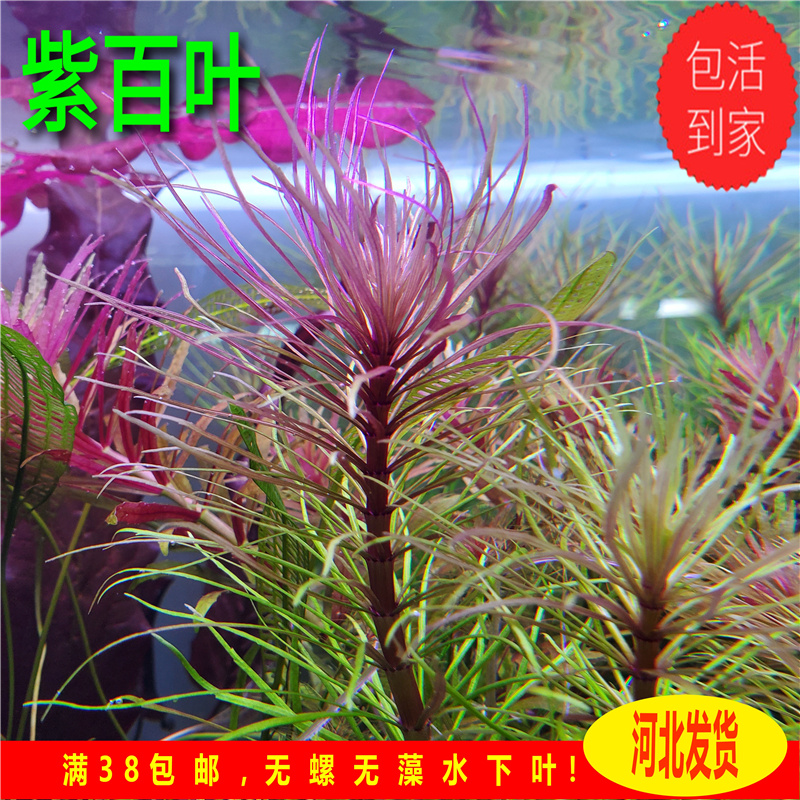 百叶水草紫三角中后景自养