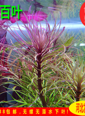 紫百叶水草紫三角中后景水草自养水下叶草缸造景紫色水草鱼缸