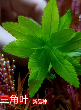 绿三角叶水草自养水下叶草缸造景搭配纯绿色水草淡水黄金三角叶