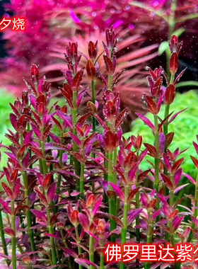 紫夕烧稀有水草草缸中后景造景水下叶植物小型水草佛罗里达夕烧