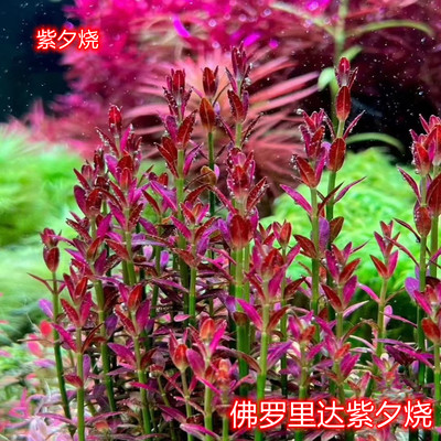 紫夕烧小型植物稀有水草