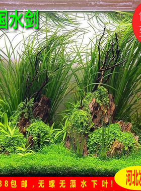 泰国水剑ada水草非洲古精水草中后景草水草水中叶自来水养殖