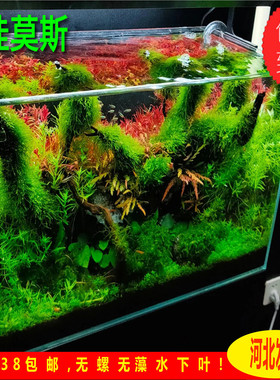 爪哇莫丝 正宗爪哇莫丝   品种保证假一赔十  ADA造景经典莫斯