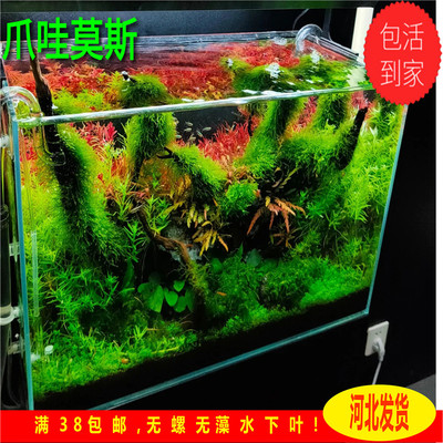 爪哇莫丝正宗品种保证ada经典