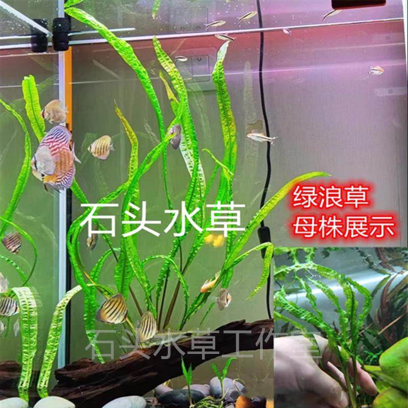 绿浪水草喷泉阴性水草无需新手椒草经典后景草飘逸水草绿龙鞭水草