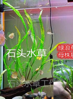 绿浪水草平替绿龙鞭水草