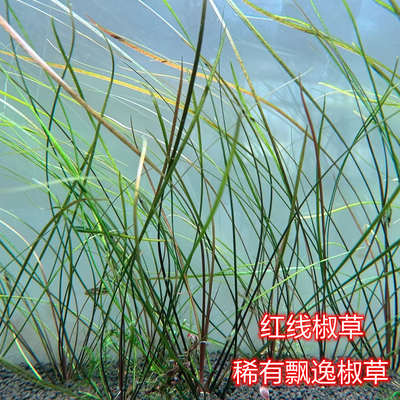 红线椒草ada稀有水草细叶飘逸