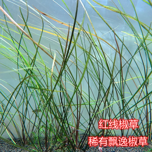 红线椒草ada稀有水草细叶飘逸