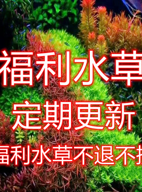 绿宫廷水草福利水草工作室富裕水草水下叶水草打头水草套餐