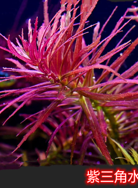 紫三角水草迷你紫三角自养水下叶中后景水草ADA水草紫色稀有水草