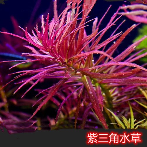 紫三角水草紫红丁香中后景