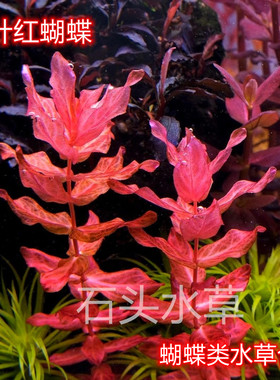 蝴蝶水草合集精品草迷你红蝴蝶