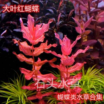 蝴蝶水草合集精品草迷你红蝴蝶