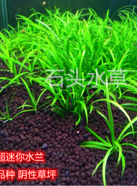 小水兰超迷你水兰阴性水草草坪造景懒人水草无需二氧化碳绿色水草