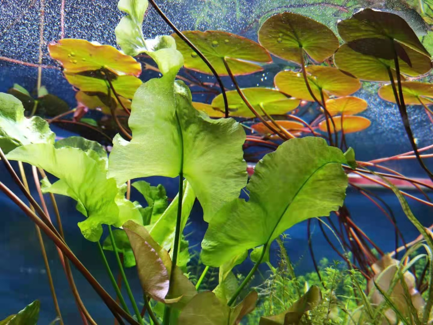 日本荷根红荷根新手懒人水草