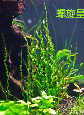 螺旋皇冠水草稀有水草ada草缸造景鱼缸装饰无需二氧化碳皇冠水草