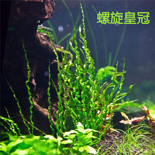 ada螺旋稀有无需二氧化碳水草