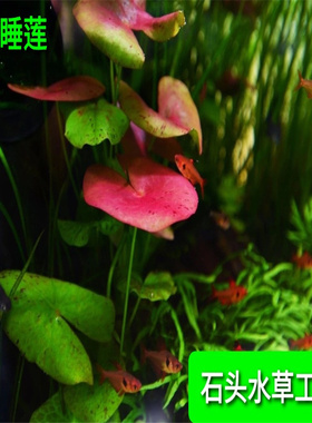 ADA睡莲稀有水草红色水草中后景水草无需二氧化碳高端睡莲