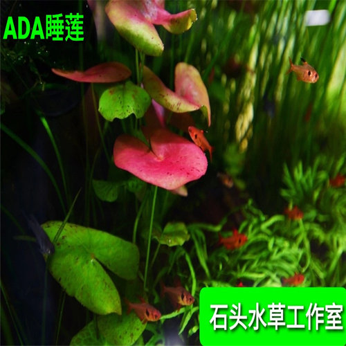 ada稀有红色中后景高端二氧化碳