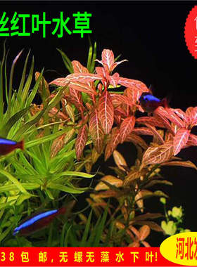青丝红叶水草变色水草红丝青叶中后景水草无需二氧化碳自养水下叶