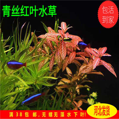 青丝红叶水草变色红丝二氧化碳