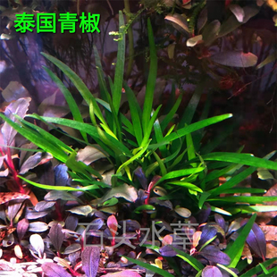 泰国青椒草温蒂椒草无需二氧化碳自养水下叶入缸即活草缸造景