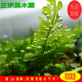 黑木蕨ada矮种黑木蕨懒人水草无须二氧化碳淡水阴性水草入缸即活