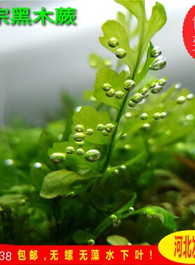 矮种黑木蕨品种保证入缸即活