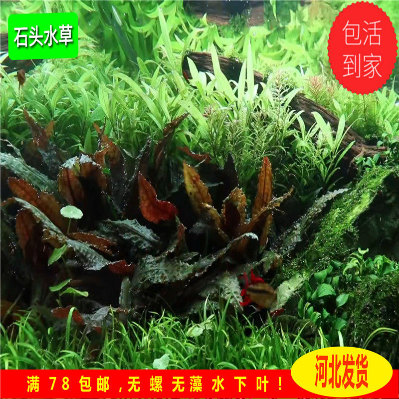 咖啡椒草阴性水草自养水中叶淡水鱼缸草缸造景懒人水草温蒂椒草