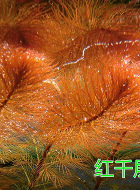 红千层水草橙色中后景水草自养水下叶草缸造景宫廷水草紫红丁香