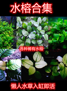 小水榕懒人水草入缸即活迷你榕