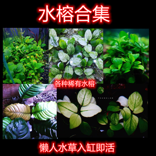 小水榕懒人水草入缸即活迷你榕