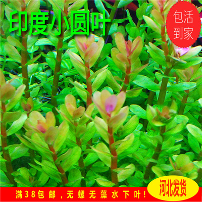 印度小圆叶水草自养中后景草缸