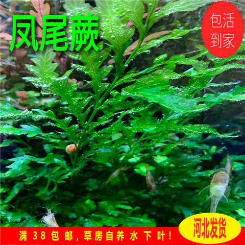 凤尾蕨黑木蕨阴性水草中后景草缸