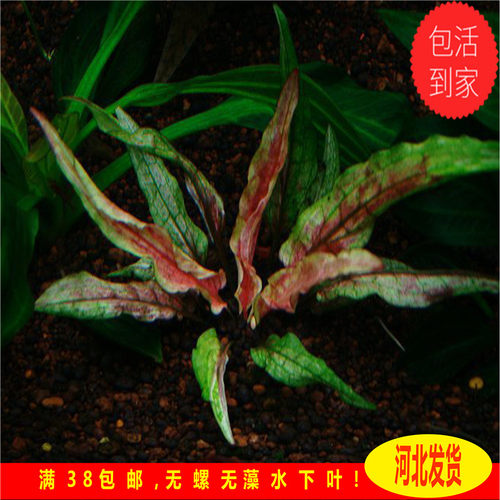 绿壁虎椒草 保真！水下叶 绿壁虎水草  中景水草 稀有水草